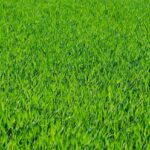 ‘I’m very good at grass.’ Why Trump goes into the weeds on one of his favorite topics – PBS