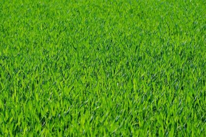 ‘I’m very good at grass.’ Why Trump goes into the weeds on one of his favorite topics – PBS