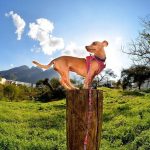 The Giant Power of Tiny Parks